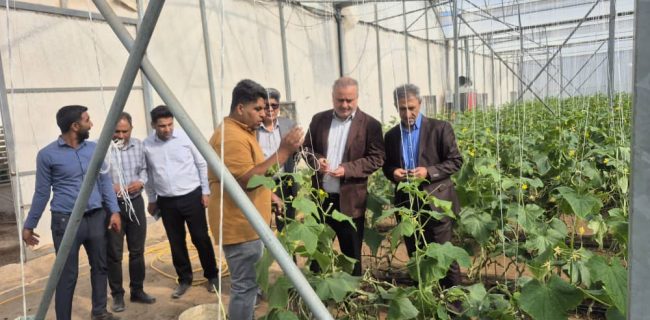 بازدید میدانی رئیس سازمان جهاد کشاورزی هرمزگان از وضعیت تولید گلخانه ها و روند کشت گندم در حاجی آباد