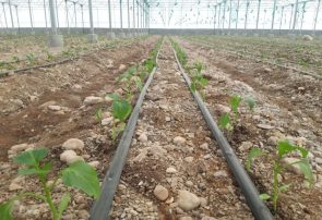 ۷۰ درصد اراضی کشاورزی هرمزگان به سیستم آبیاری تحت فشار مجهز شد