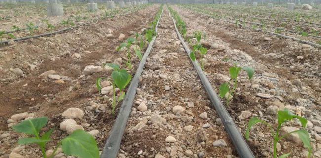 ۷۰ درصد اراضی کشاورزی هرمزگان به سیستم آبیاری تحت فشار مجهز شد ۷۰ درصد اراضی کشاورزی هرمزگان به سیستم آبیاری تحت فشار مجهز شد