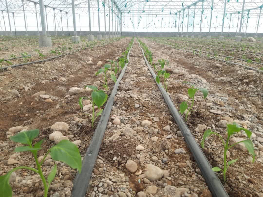 ۷۰ درصد اراضی کشاورزی هرمزگان به سیستم آبیاری تحت فشار مجهز شد