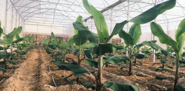 گامی نو در کشاورزی بستک؛ کشت موز برای نخستین‌بار