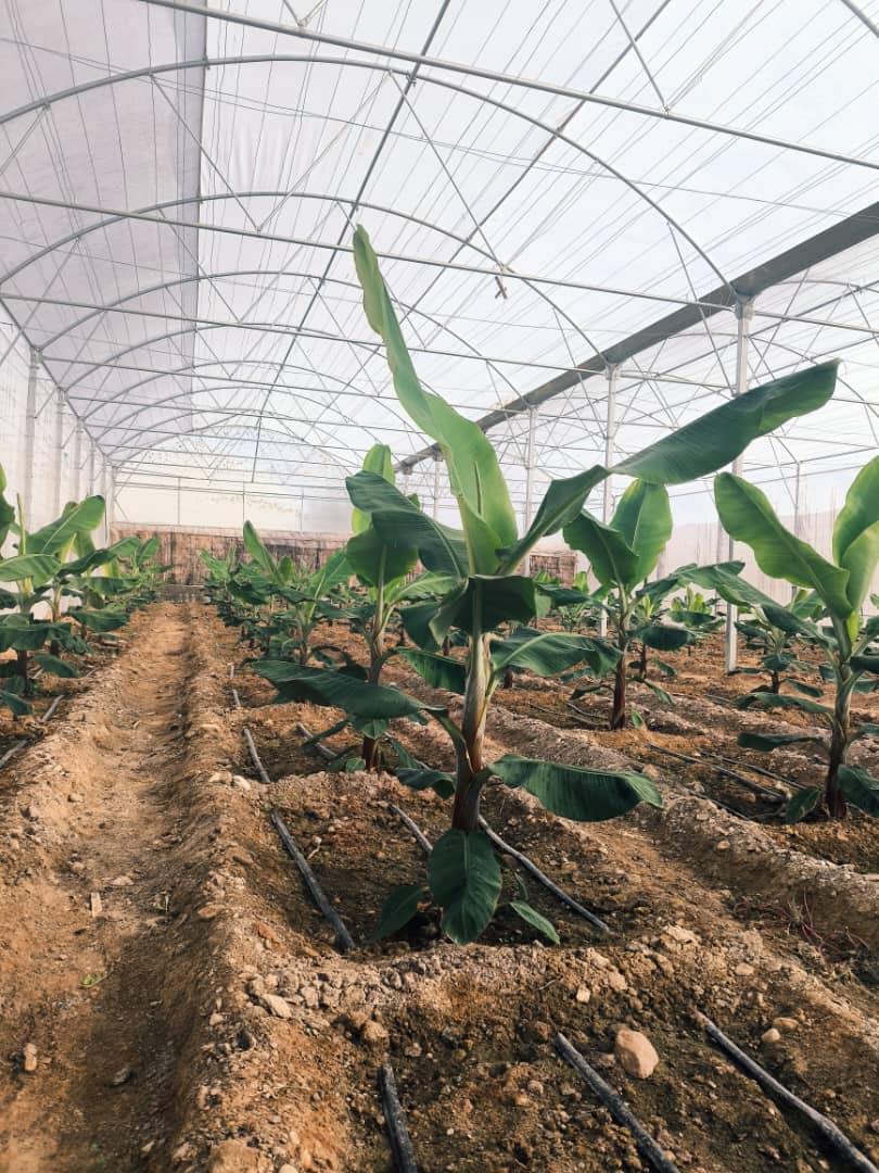 گامی نو در کشاورزی بستک؛ کشت موز برای نخستین‌بار