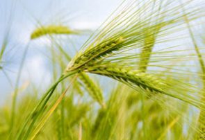 آغاز کشت ۴۰۰ هکتار جو در حاجیآباد با پیشبینی تولید ۱۲۰۰ تن محصول