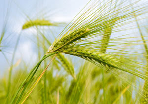 آغاز کشت ۴۰۰ هکتار جو در حاجیآباد با پیشبینی تولید ۱۲۰۰ تن محصول آغاز کشت ۴۰۰ هکتار جو در حاجیآباد با پیشبینی تولید ۱۲۰۰ تن محصول