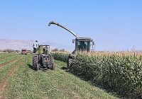 آغاز برداشت ذرت علوفهای در حاجیآباد با پیش بینی تولید بیش از ۲۲ هزار تن محصول آغاز برداشت ذرت علوفهای در حاجیآباد با پیش بینی تولید بیش از ۲۲ هزار تن محصول