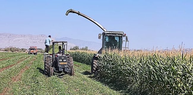آغاز برداشت ذرت علوفه‌ای در حاجی‌آباد با پیش بینی تولید بیش از ۲۲ هزار تن محصول