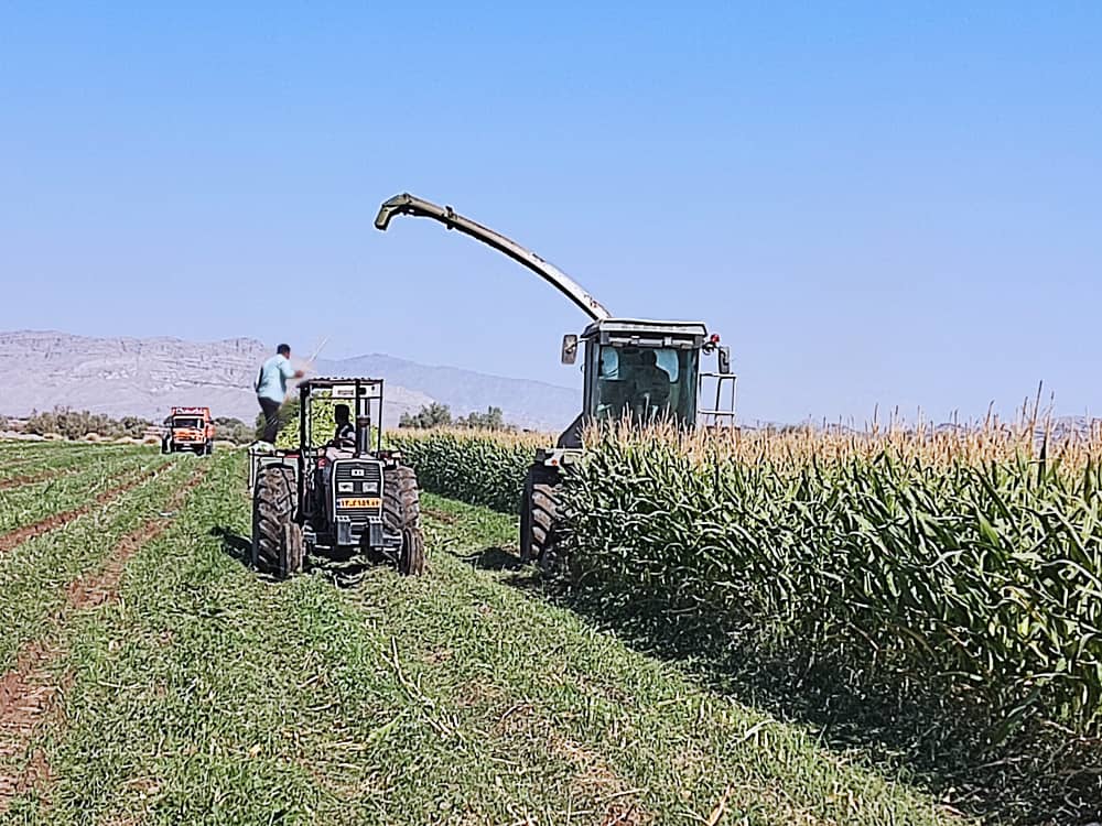 آغاز برداشت ذرت علوفه‌ای در حاجی‌آباد با پیش بینی تولید بیش از ۲۲ هزار تن محصول