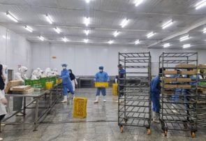 پویایی صنایع تبدیلی و غذایی بندرلنگه؛ از رشد تولید تا جهش صادرات دریایی