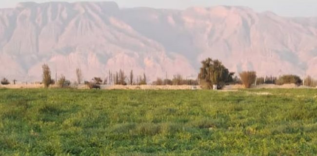 آغاز برداشت هندوانه از مزارع شهرستان بندرلنگه