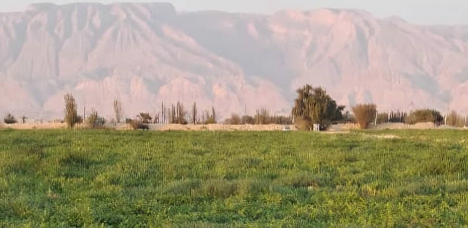 آغاز برداشت هندوانه از مزارع شهرستان بندرلنگه آغاز برداشت هندوانه از مزارع شهرستان بندرلنگه