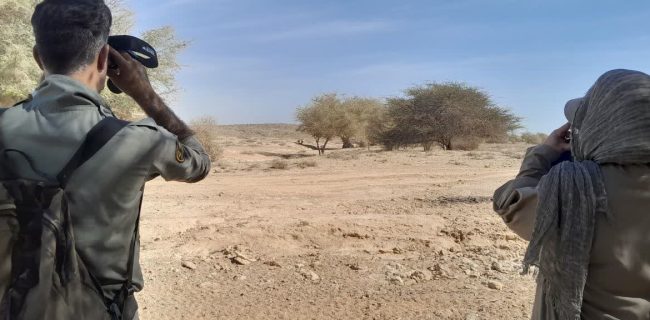 آغاز سرشماری پاییزه پستانداران «علفخواران وحشی» در استان هرمزگان