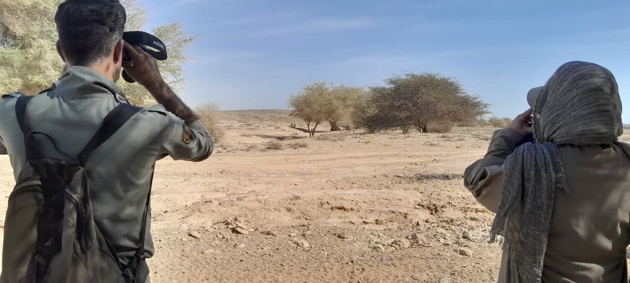 آغاز سرشماری پاییزه پستانداران «علفخواران وحشی» در استان هرمزگان