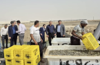 بازدید مدیر مالی صندوق توسعه ملی کشور از ظرفیتها و توانمندیهای شیلاتی هرمزگان
