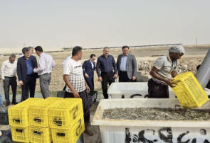 بازدید مدیر مالی صندوق توسعه ملی کشور از ظرفیت‌ها و توانمندی‌های شیلاتی هرمزگان