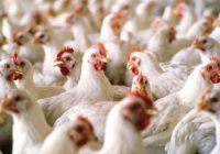 تولید بیش از ۲۱ هزار تن گوشت سفید در استان هرمزگان طی نیمه نخست سالجاری تولید بیش از ۲۱ هزار تن گوشت سفید در استان هرمزگان طی نیمه نخست سالجاری