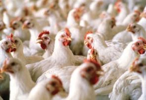 تولید بیش از ۲۱ هزار تن گوشت سفید در استان هرمزگان طی نیمه نخست سالجاری