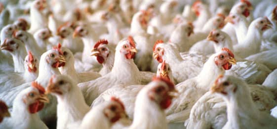 تولید بیش از ۲۱ هزار تن گوشت سفید در استان هرمزگان طی نیمه نخست سالجاری تولید بیش از ۲۱ هزار تن گوشت سفید در استان هرمزگان طی نیمه نخست سالجاری