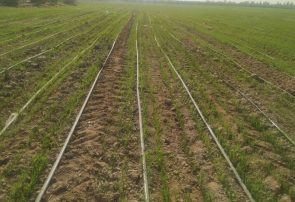 آغاز کاشت گندم در مزارع بخش رودخانه شهرستان رودان