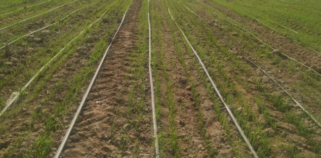 آغاز کاشت گندم در مزارع بخش رودخانه شهرستان رودان