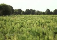 تولید گیاهان دارویی در استان هرمزگان به ۹ هزار تن رسید تولید گیاهان دارویی در استان هرمزگان به ۹ هزار تن رسید