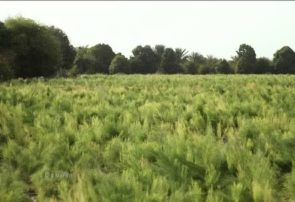 تولید گیاهان دارویی در استان هرمزگان به ۹ هزار تن رسید