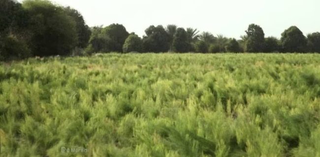 تولید گیاهان دارویی در استان هرمزگان به ۹ هزار تن رسید