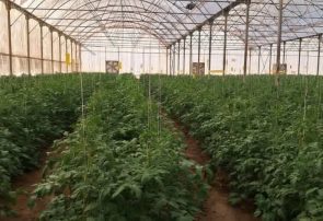 صادرات ۱۸۰ هزار تن محصول گلخانه‌ای هرمزگان با برآورد ۱۰۰میلیون دلار ارزآوری