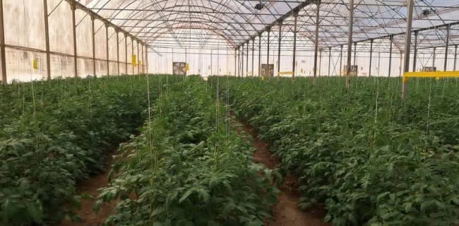 صادرات ۱۸۰ هزار تن محصول گلخانه‌ای هرمزگان با برآورد ۱۰۰میلیون دلار ارزآوری