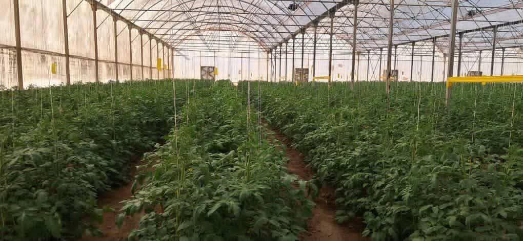 صادرات ۱۸۰ هزار تن محصول گلخانهای هرمزگان با برآورد ۱۰۰میلیون دلار ارزآوری صادرات ۱۸۰ هزار تن محصول گلخانهای هرمزگان با برآورد ۱۰۰میلیون دلار ارزآوری