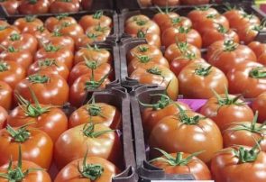 پیشبینی برداشت بیش از ۱۲۰۰ تن گوجهفرنگی در شهرستان بستک