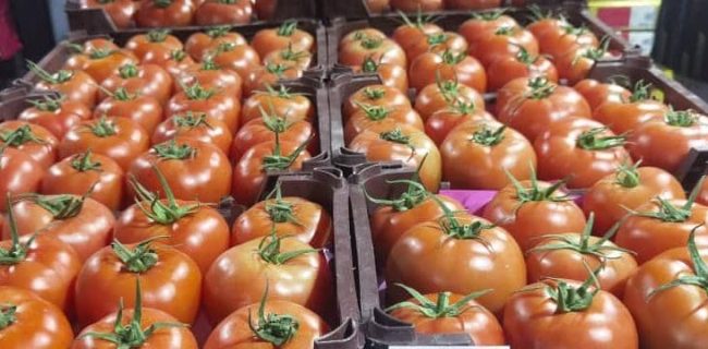 پیشبینی برداشت بیش از ۱۲۰۰ تن گوجهفرنگی در شهرستان بستک پیشبینی برداشت بیش از ۱۲۰۰ تن گوجهفرنگی در شهرستان بستک