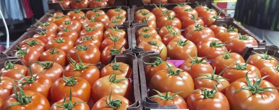 پیشبینی برداشت بیش از ۱۲۰۰ تن گوجهفرنگی در شهرستان بستک پیشبینی برداشت بیش از ۱۲۰۰ تن گوجهفرنگی در شهرستان بستک