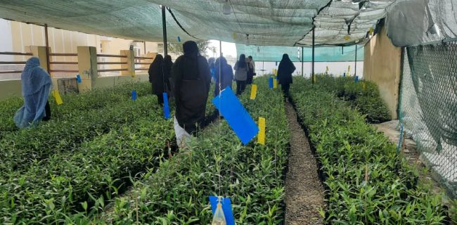 بازدید اعضای صندوق خرد زنان روستایی بستک از نهالستان سایه خوش با آموزش کاربرد بازچرخانی آب های خاکستری در کشاورزی بازدید اعضای صندوق خرد زنان روستایی بستک از نهالستان سایه خوش با آموزش کاربرد بازچرخانی آب های خاکستری در کشاورزی