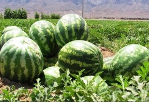 برداشت هندوانه شب یلدا در شهرستان جاسک آغاز شد