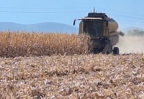 پیش بینی برداشت ۱۳ هزار و ۸۰۰ تن ذرت دانه‌ای از مزارع حاجی‌آباد هرمزگان