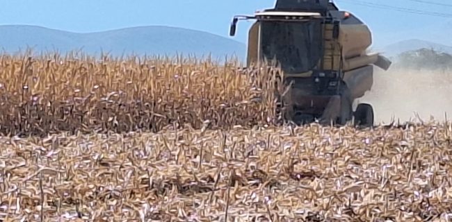 پیش بینی برداشت ۱۳ هزار و ۸۰۰ تن ذرت دانهای از مزارع حاجیآباد هرمزگان پیش بینی برداشت ۱۳ هزار و ۸۰۰ تن ذرت دانهای از مزارع حاجیآباد هرمزگان