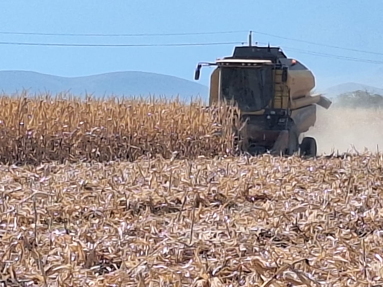 پیش بینی برداشت ۱۳ هزار و ۸۰۰ تن ذرت دانهای از مزارع حاجیآباد هرمزگان پیش بینی برداشت ۱۳ هزار و ۸۰۰ تن ذرت دانهای از مزارع حاجیآباد هرمزگان