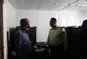 کشف بیش از ۴ تن موز قاچاق در یک سردخانه غیرمجاز بندرعباس