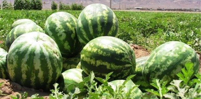 برداشت هندوانه شب یلدا در شهرستان جاسک آغاز شد