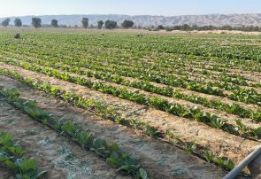 آغاز کشت تنباکو در ۱۵۰هکتار اراضی کشاورزی شهرستان پارسیان