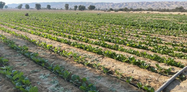 آغاز کشت تنباکو در ۱۵۰هکتار اراضی کشاورزی شهرستان پارسیان