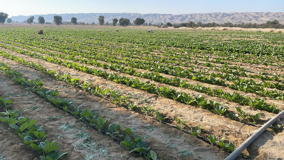 آغاز کشت تنباکو در ۱۵۰هکتار اراضی کشاورزی شهرستان پارسیان