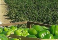 آغاز برداشت فلفل دلمهای مرغوب از مزارع شهرستان بندرعباس آغاز برداشت فلفل دلمهای مرغوب از مزارع شهرستان بندرعباس