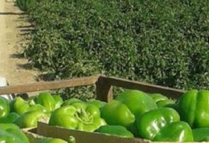 آغاز برداشت فلفل دلمه‌ای مرغوب از مزارع شهرستان بندرعباس