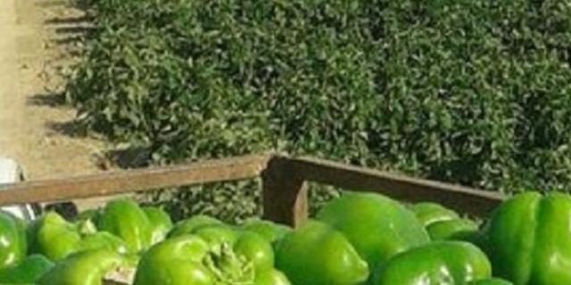 آغاز برداشت فلفل دلمه‌ای مرغوب از مزارع شهرستان بندرعباس