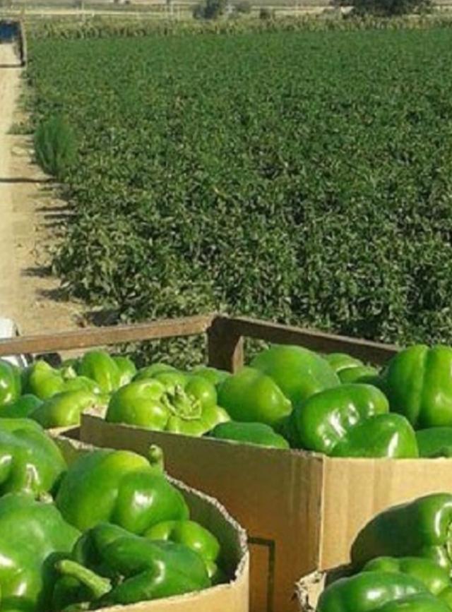 آغاز برداشت فلفل دلمهای مرغوب از مزارع شهرستان بندرعباس آغاز برداشت فلفل دلمهای مرغوب از مزارع شهرستان بندرعباس