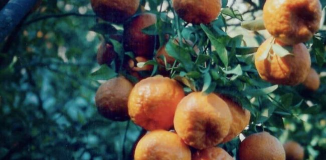 آغاز فصل برداشت مرغوب ترین نارنگی کشور در هرمزگان / پیش بینی ۸۵ هزار تن محصول حاصل دسترنج باغداران