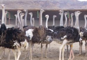 رونق پرورش شترمرغ در بندرعباس؛ اشتغالزایی و تقویت اقتصاد محلی