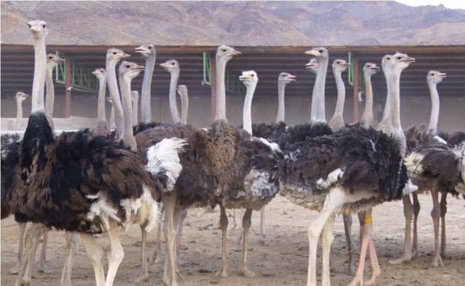 رونق پرورش شترمرغ در بندرعباس؛ اشتغال‌زایی و تقویت اقتصاد محلی